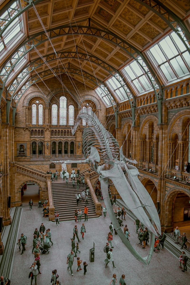 Entrance hall of the Natural History Museum in London showing the blue whale skeleton hanging from the ceiling.