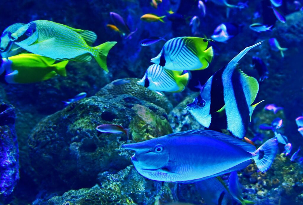 Tropical fish in an aquarium tank