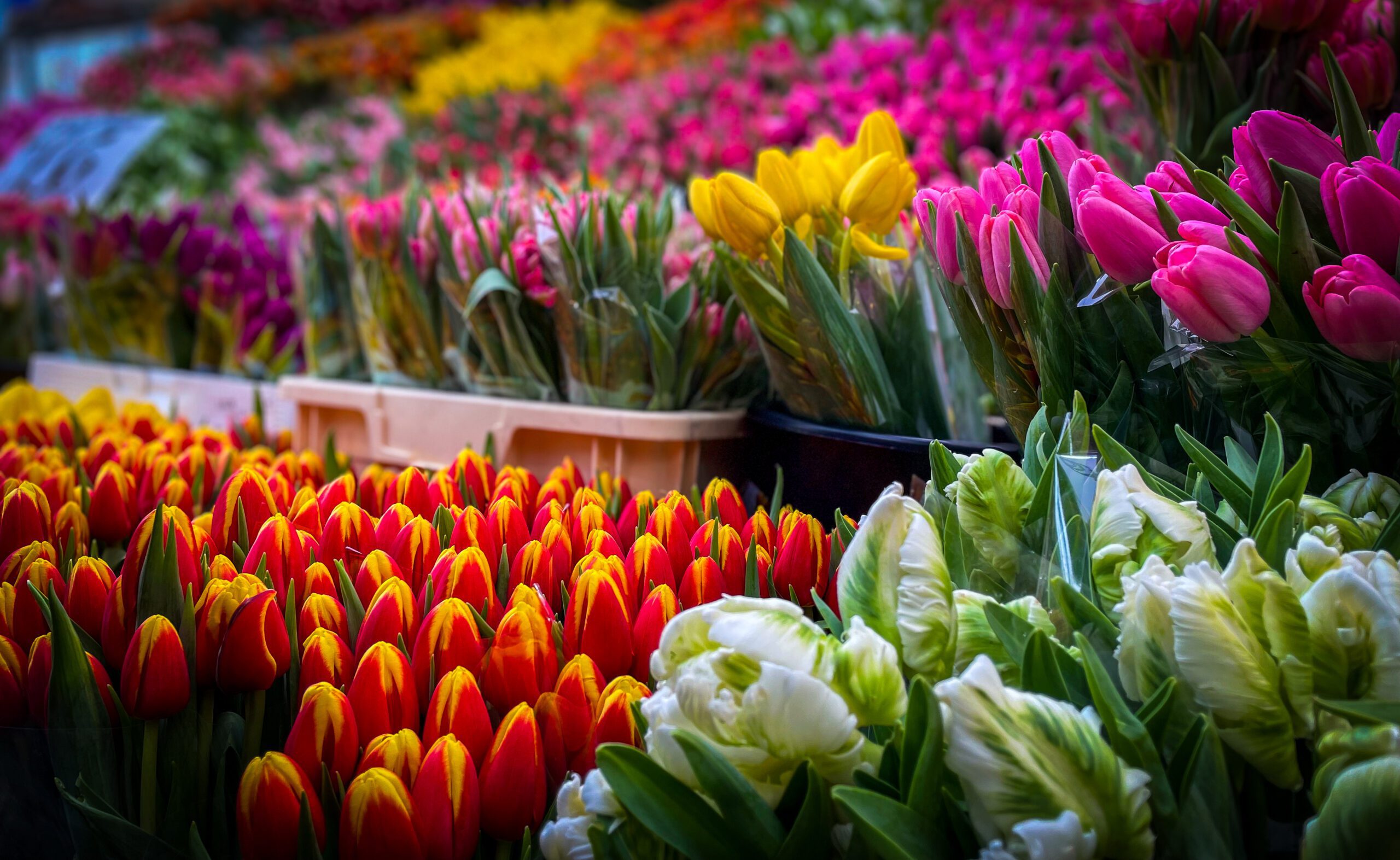 Columbia Road Flower Market to Charing Cross: A Sunday walk