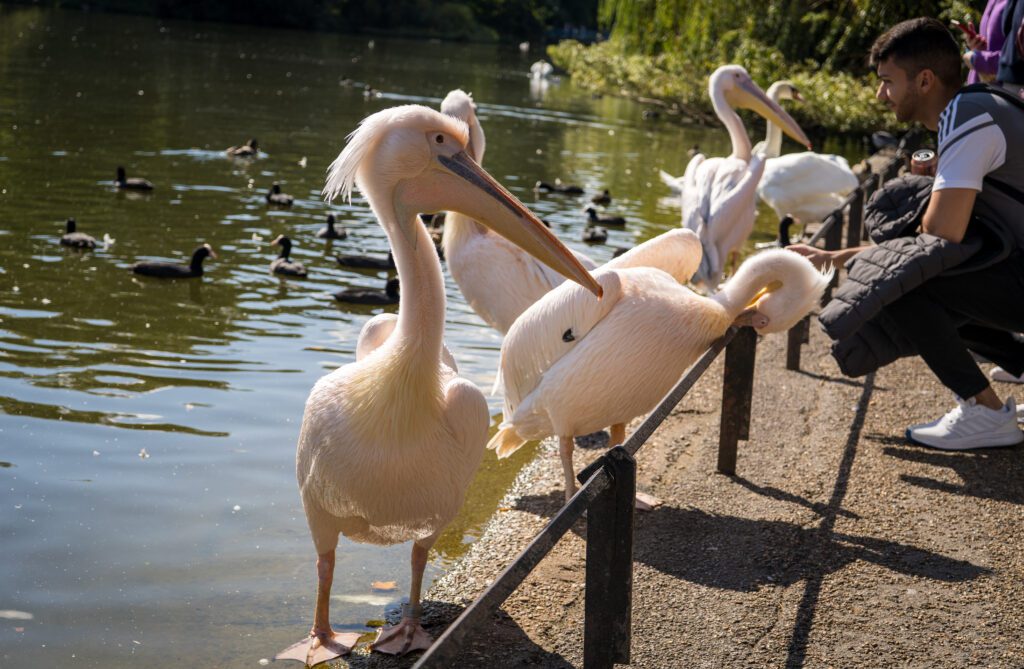 Pelicans at St. James Park