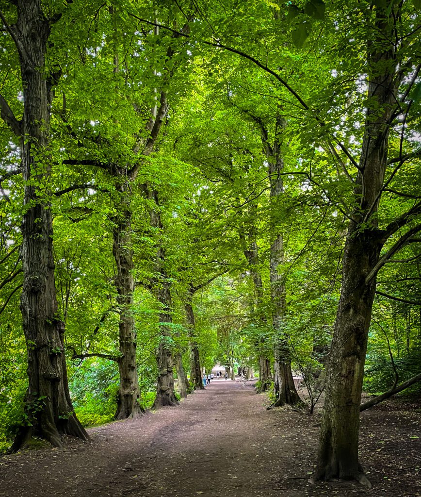 A tree lined walkway through Hampstead Heath