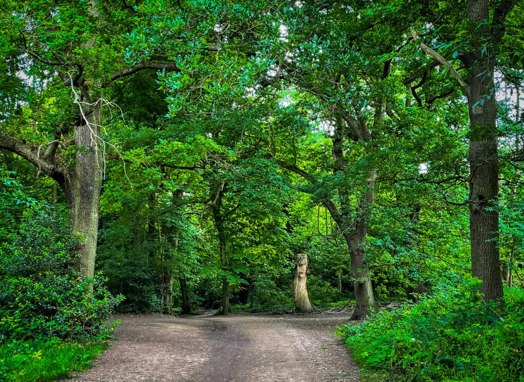 A path through the woods at Hampstead Heath