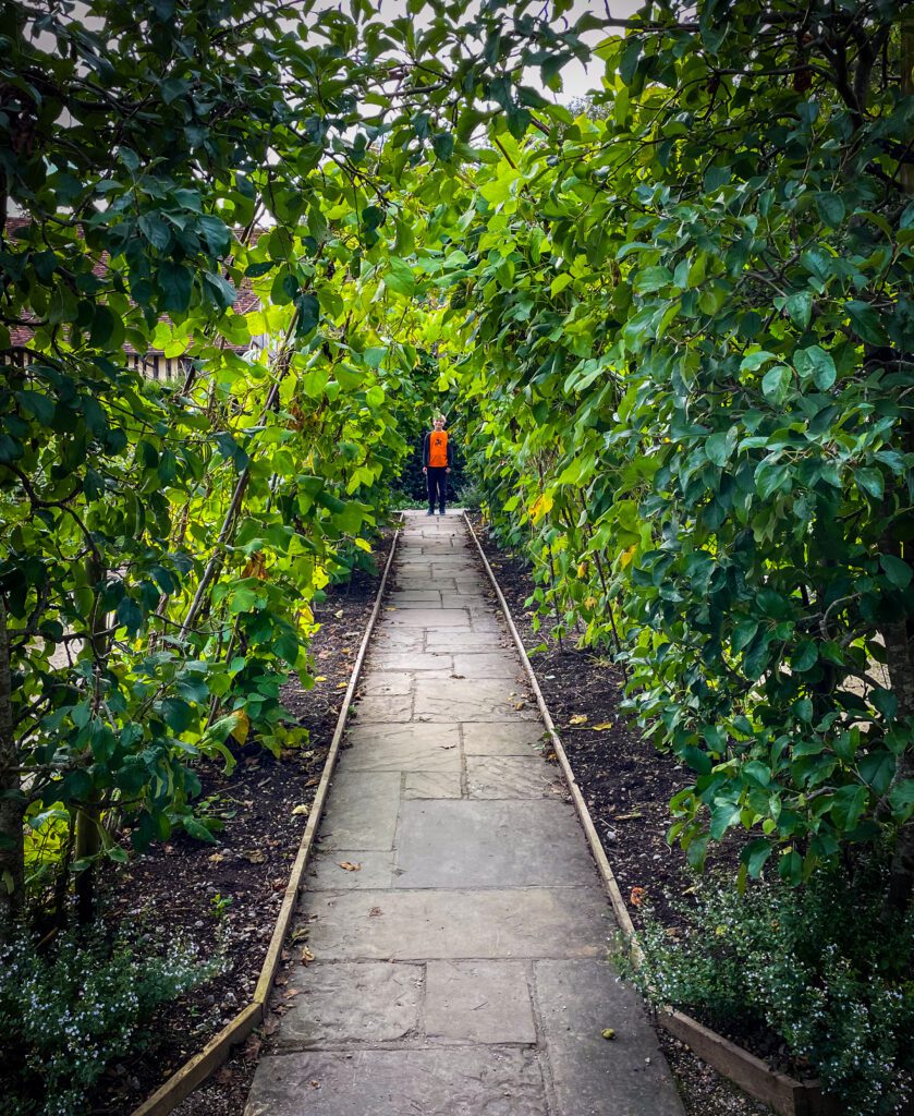 A mini orchard with a path running through the fruit trees