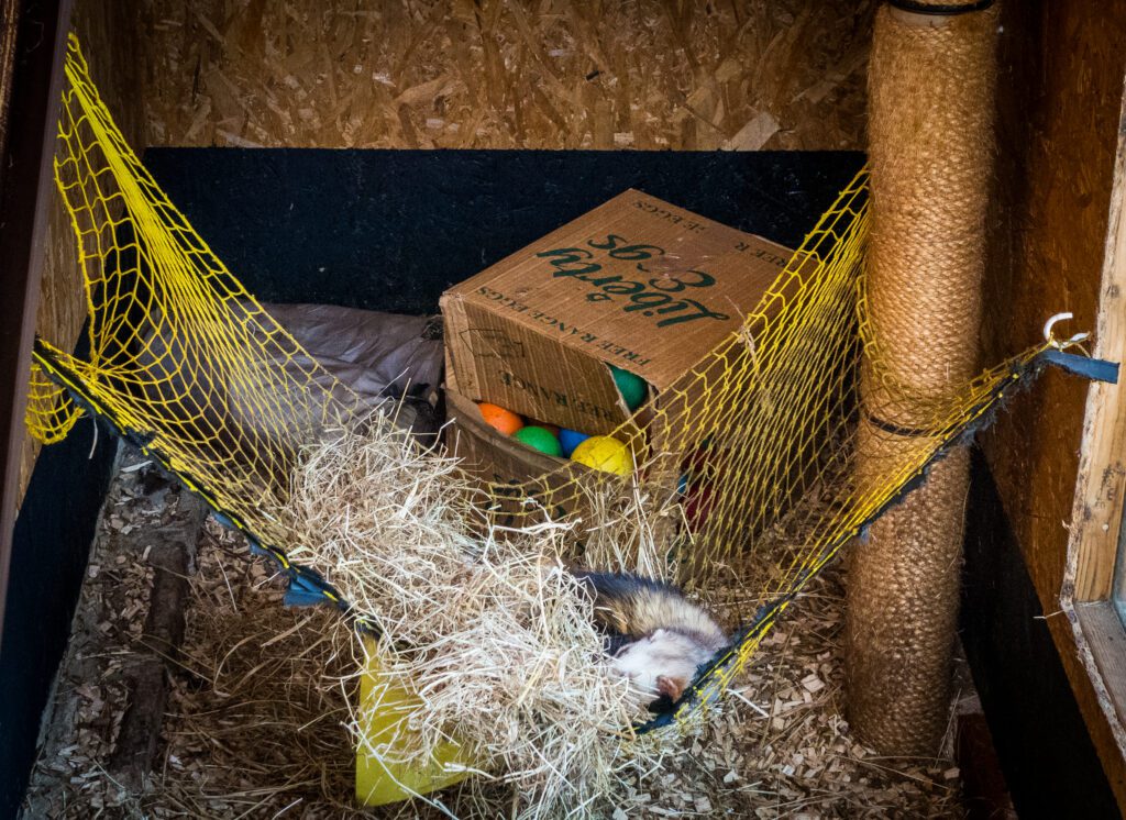 Ferret sleeping in a hammock