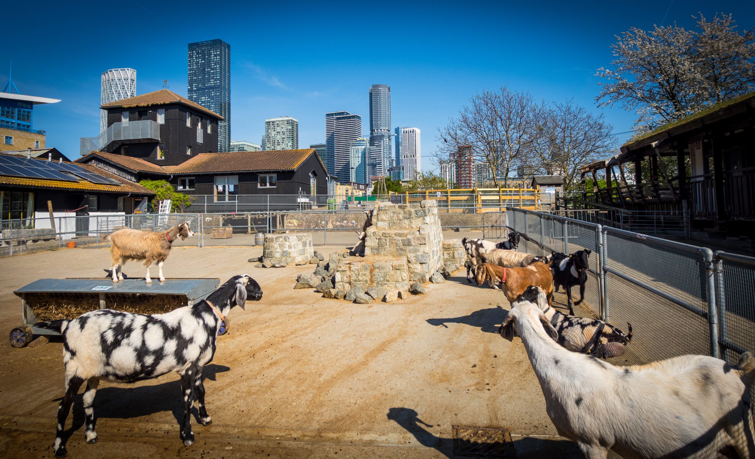 Surrey Docks Farm in London: A Complete Guide