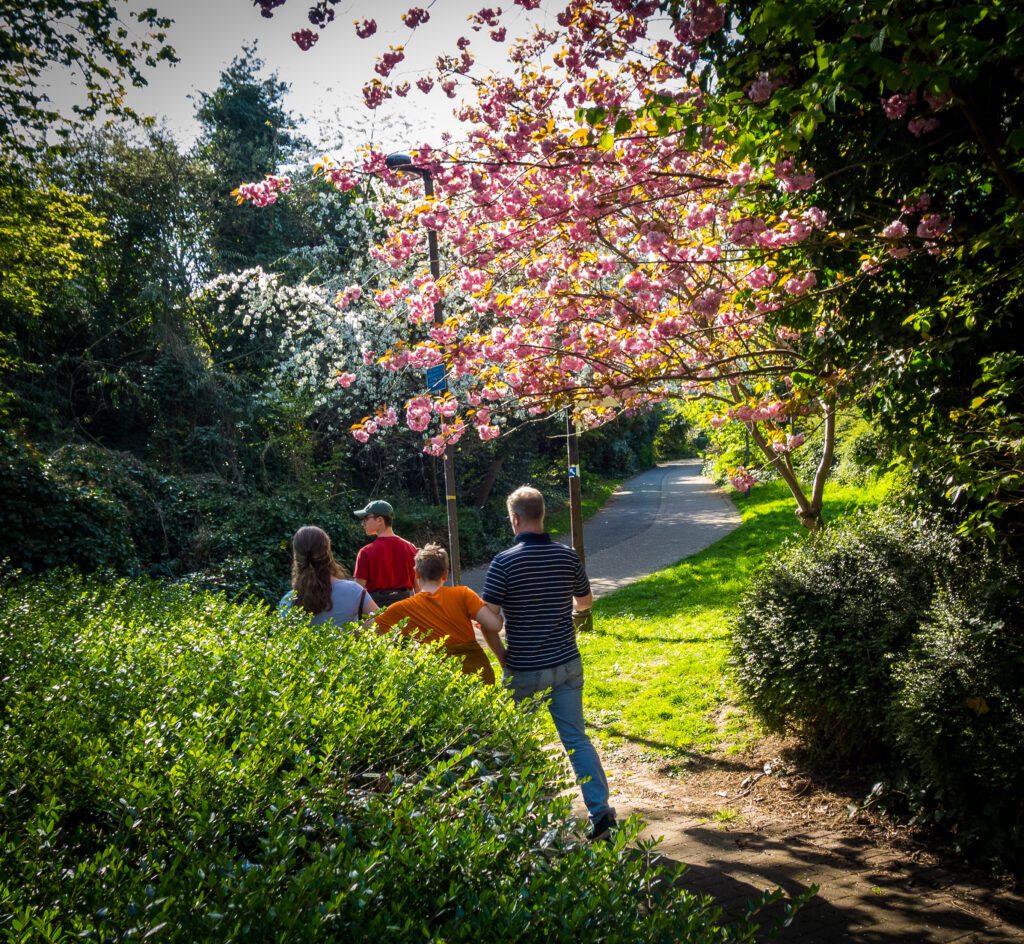 Pathway with bushes and trees in blossom