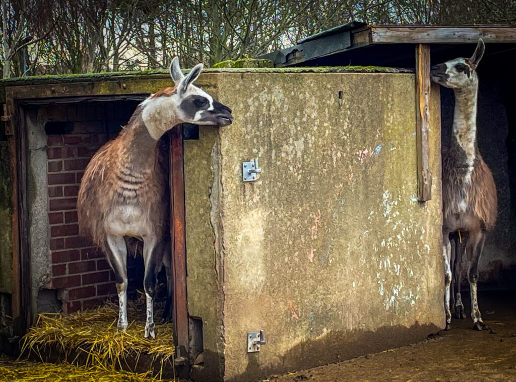 Llamas at Mudchute farm