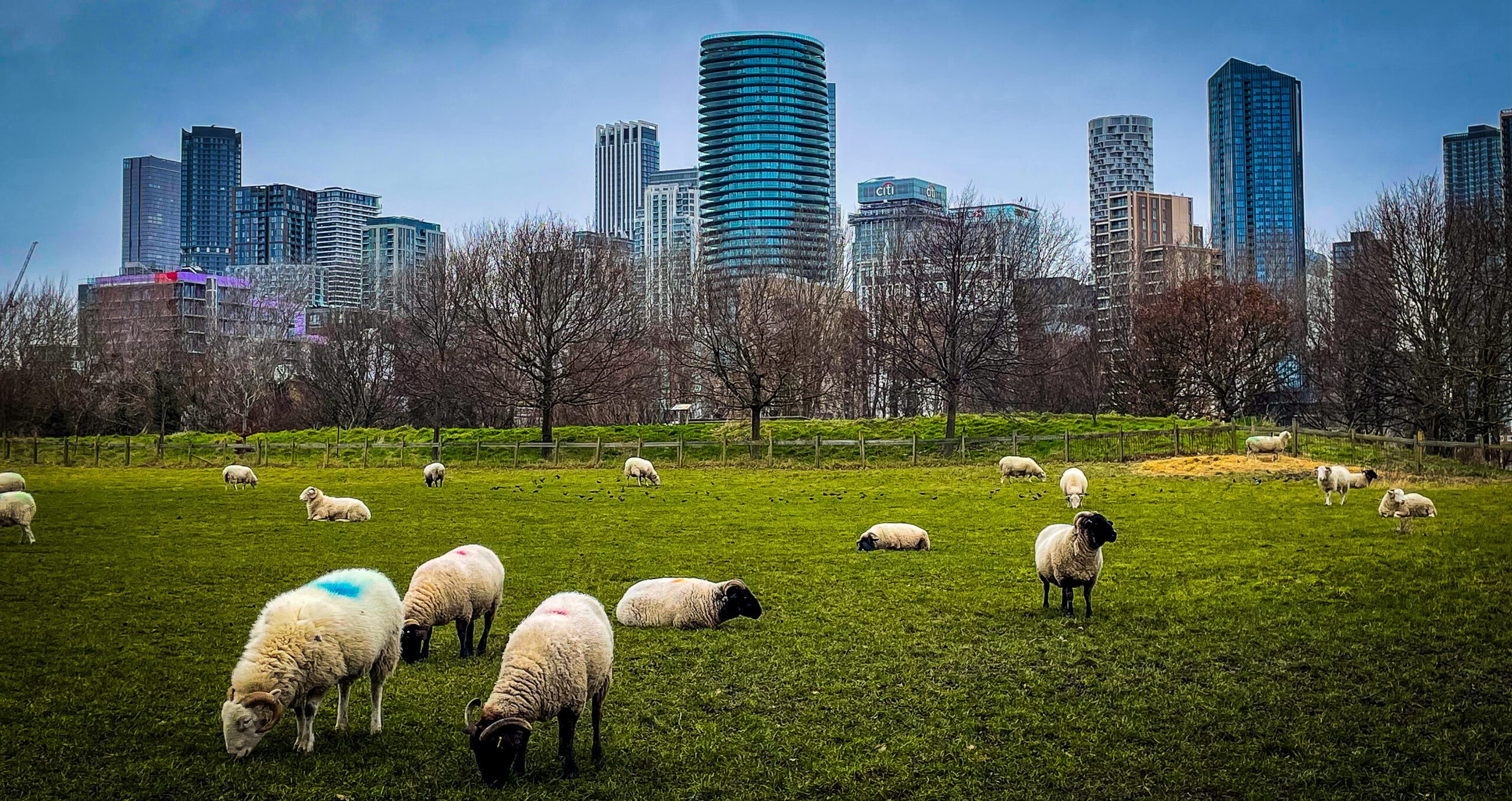 Mudchute Farm and Park: All you need to know before you go