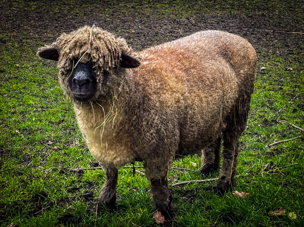Woolly sheep at Mudchute farm