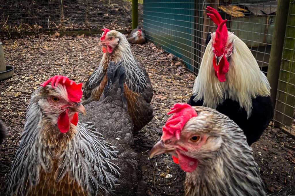 Chickens at mudchute farm