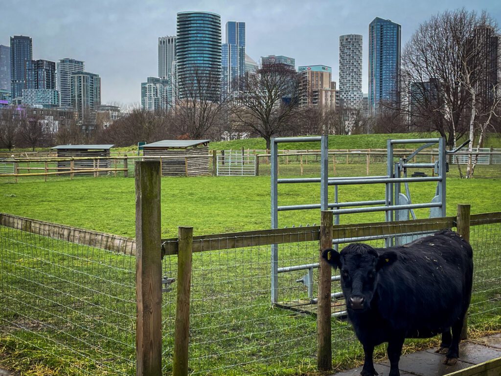 cow at mudchute farm