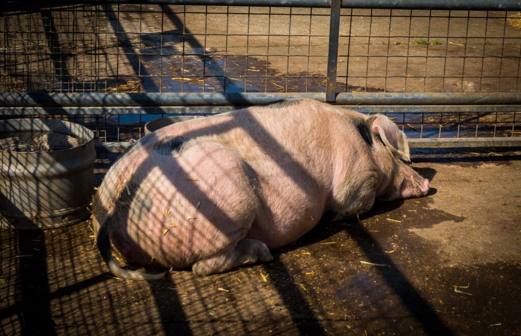 Pig at Surrey Dock Farm