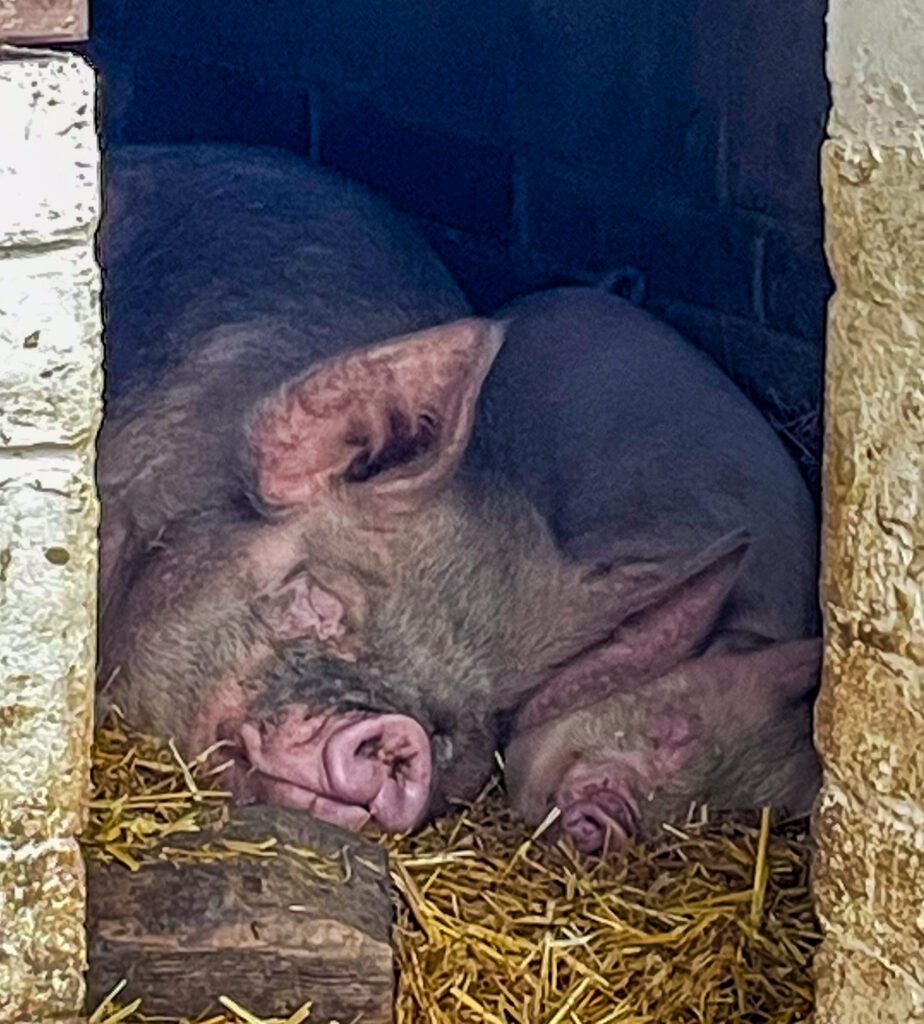 pigs at mudchute farm