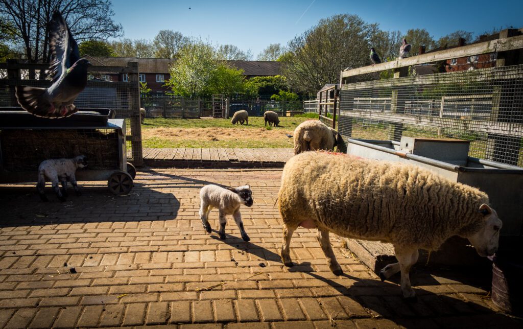 Sheep at Surrey Dock Farm
