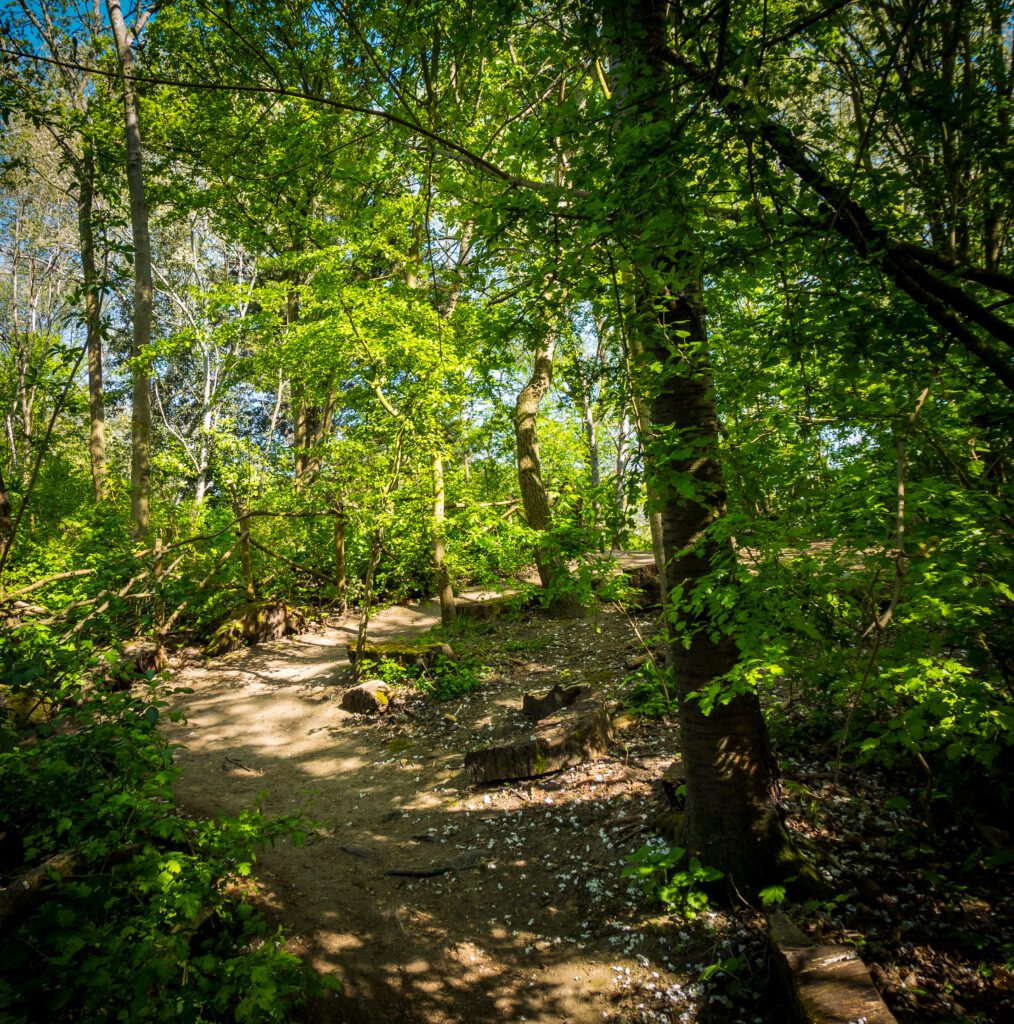 woodland path
