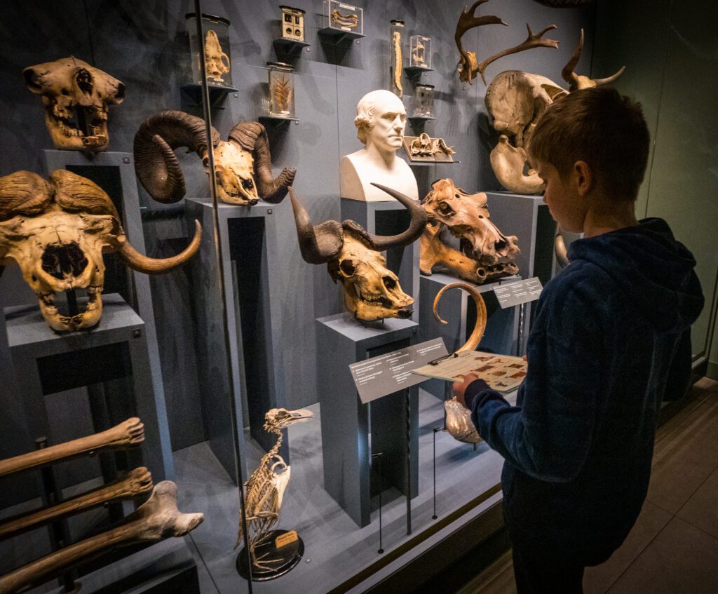 A display of skulls with a child studying an activity sheet