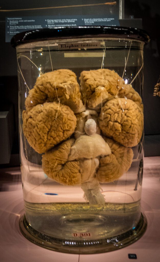 Elephant brain in a jar