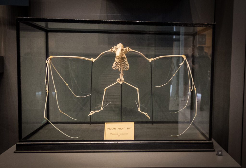 The skeleton of an Indian fruit bat