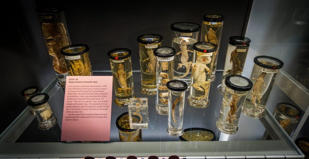 Jars with Lizards and tails
