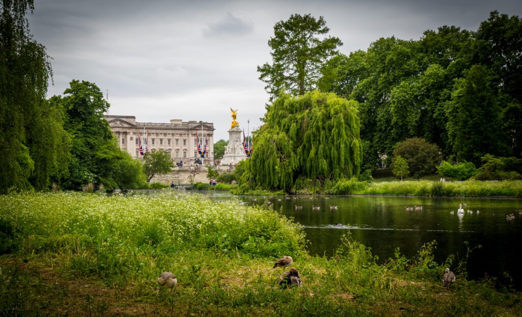 A view of Buckingham Palace with ducks in the foreground