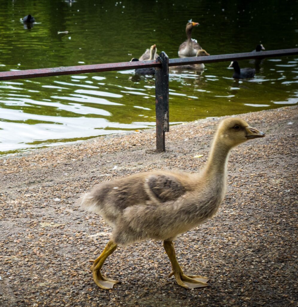 Fluffy gosling walking on a path with geese in the lake behind
