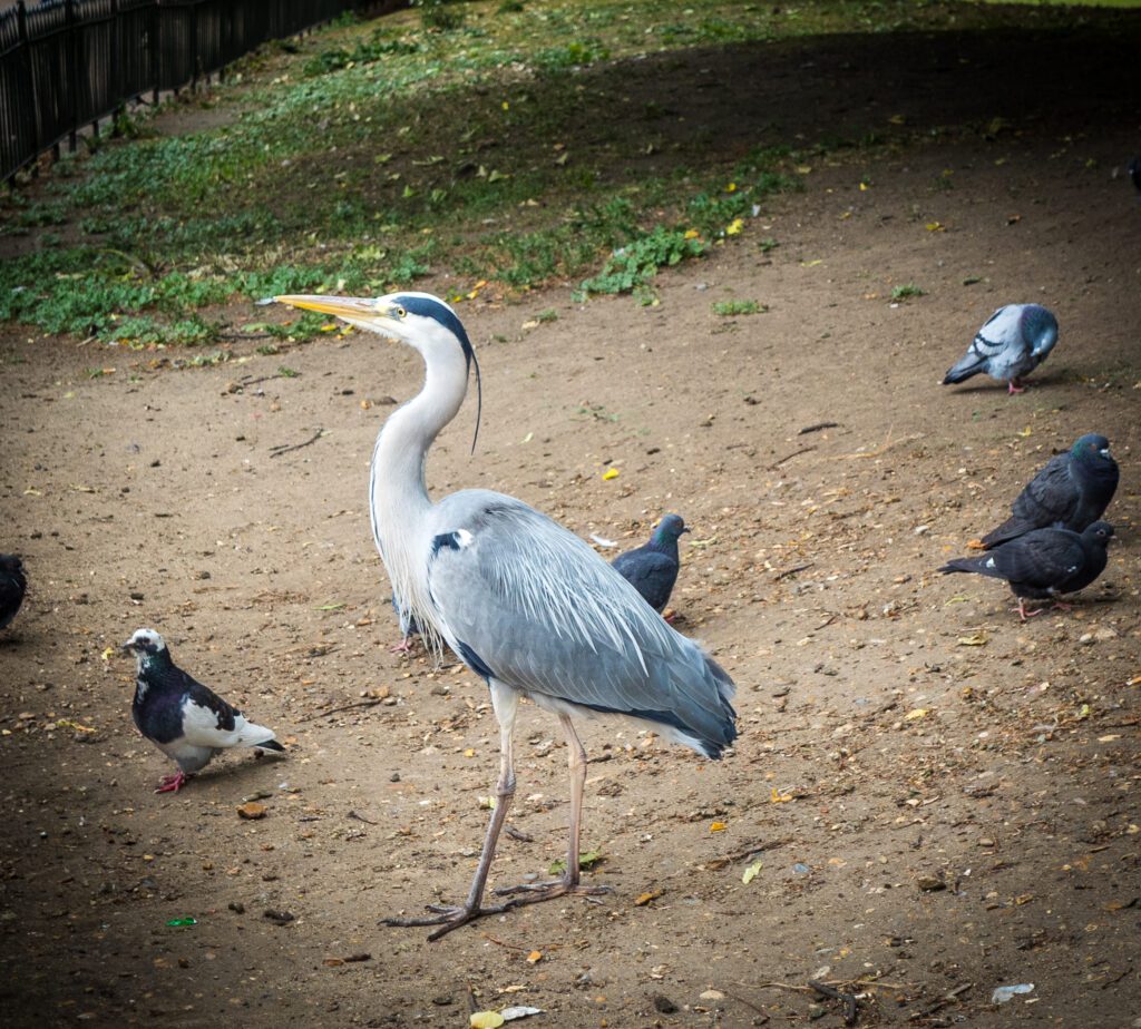 Heron with pigeons around it