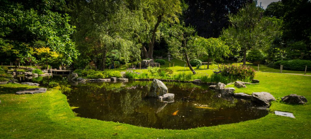 Beautiful green gardens with a pond with koi carp