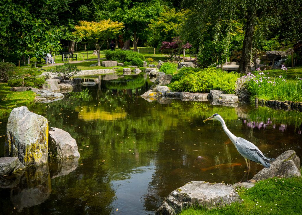 Heron watching fish in a pond