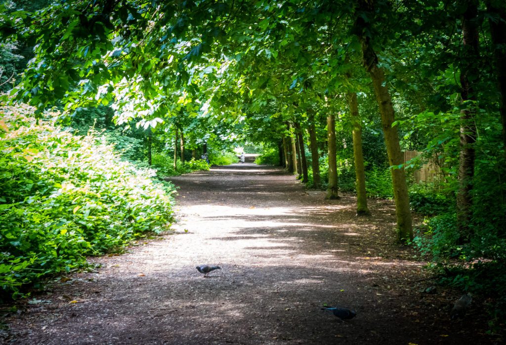 Wide pathway lined with trees and bushes in Holland Park