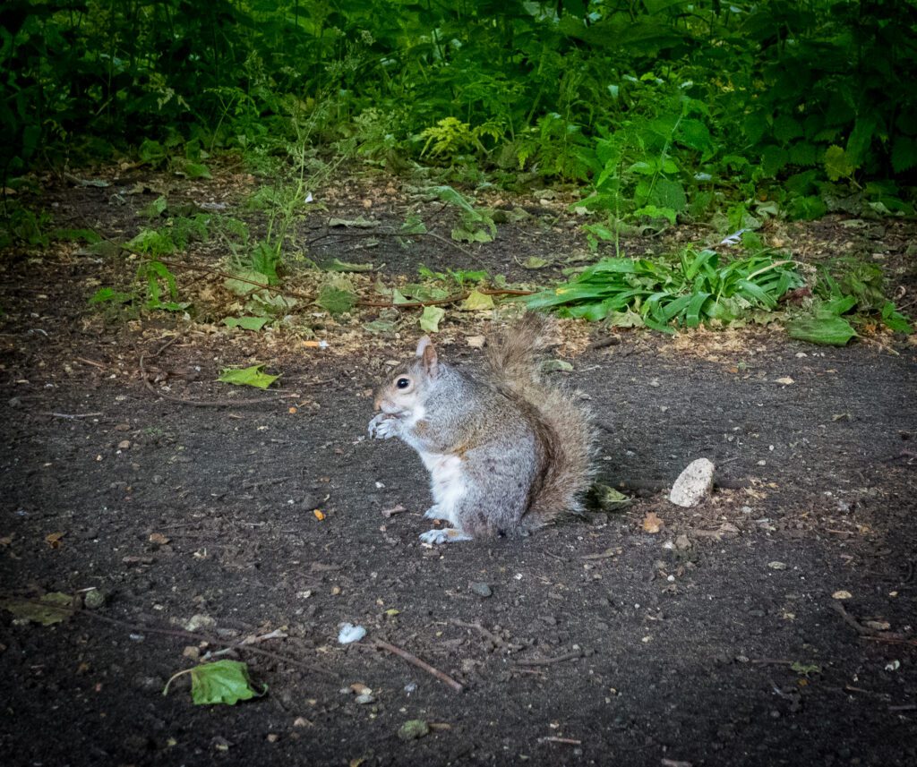 Squirrel eating a nut