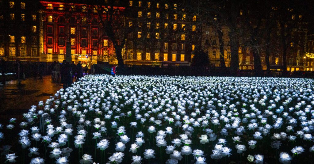 A sea of illuminated roses at the Ever After Garden in Grosvenor Square